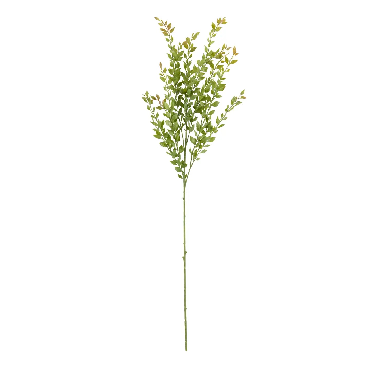 Acacia Stem