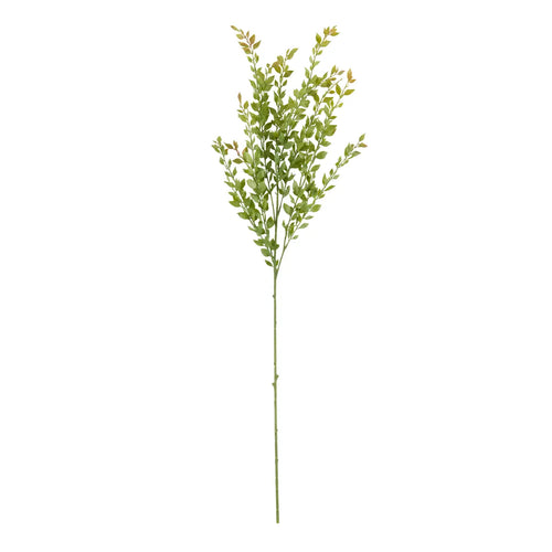 Acacia Stem