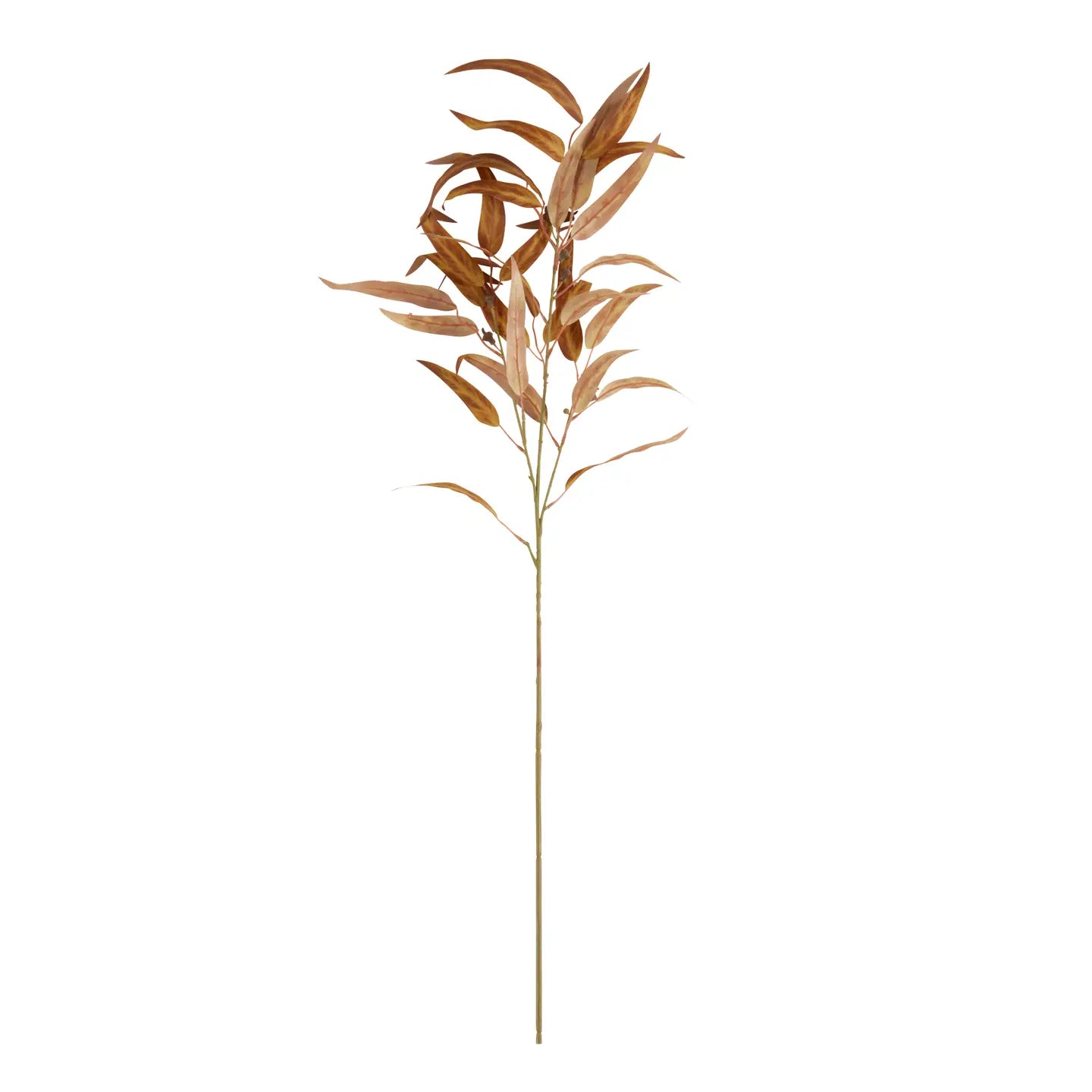 Brown Eucalyptus Stem