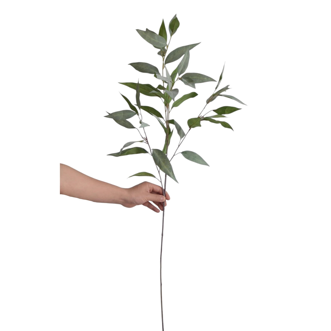 Frosty Grey Green Eucalyptus Branch