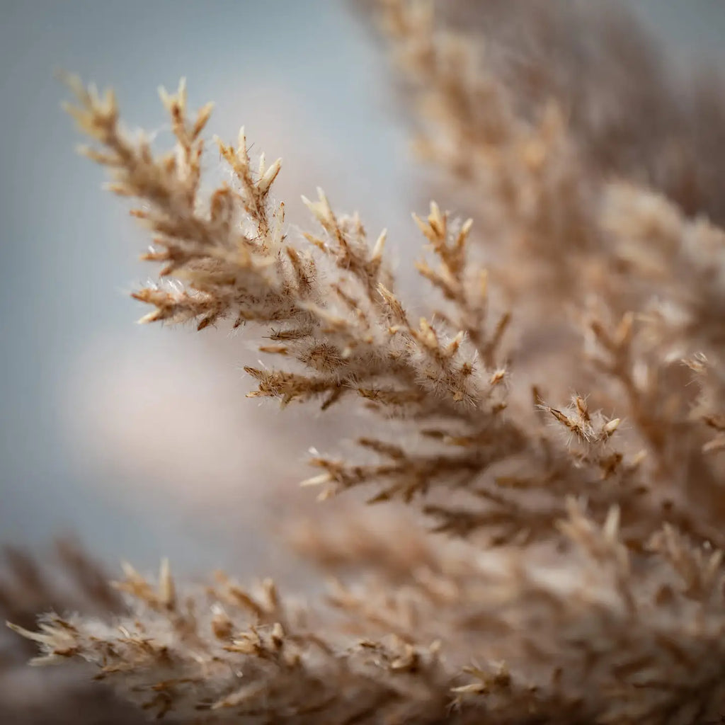 Pampas Grass Bundle