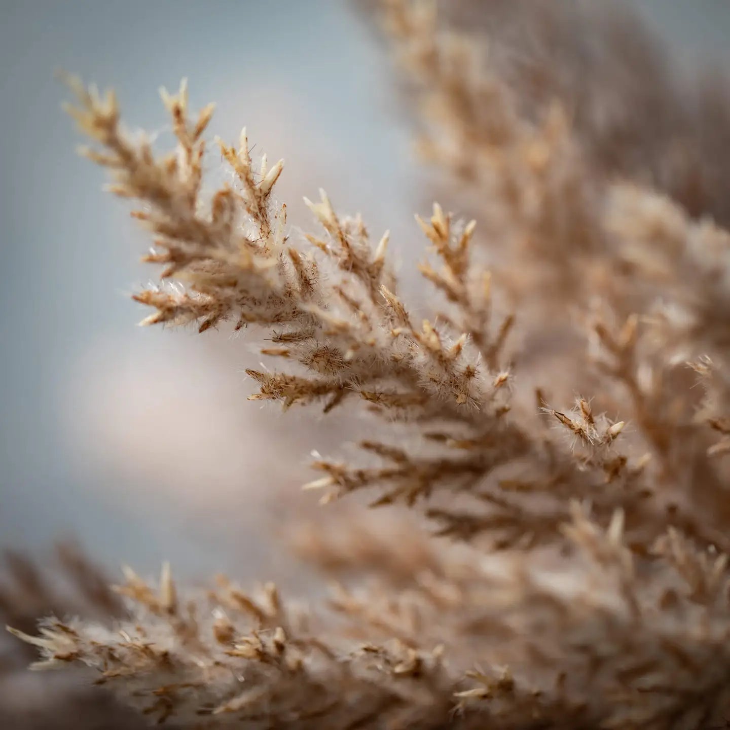 Pampas Grass Bundle